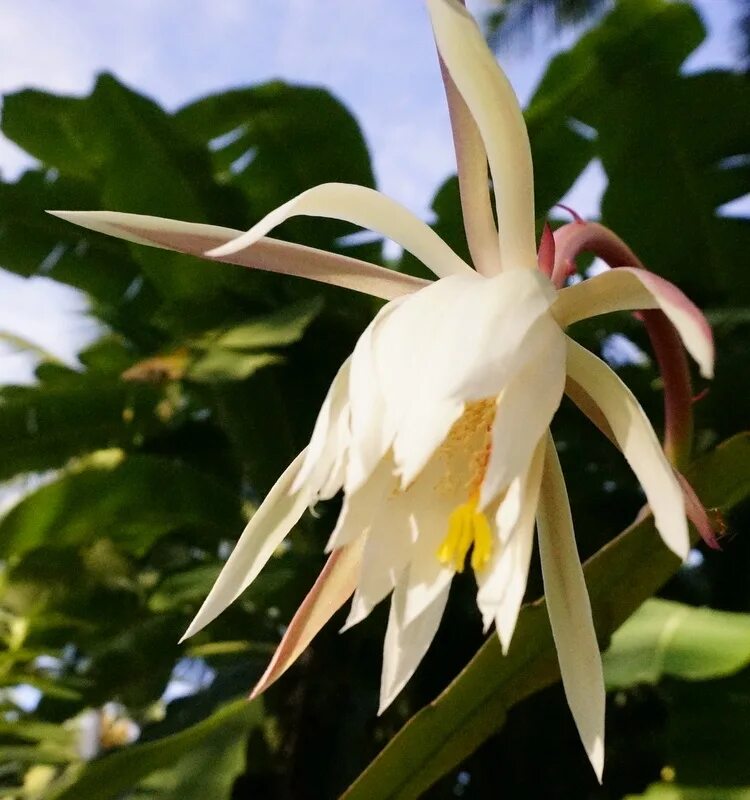 Шри Ланка Кадупул. Белый цветок Шри-Ланка. Экзотические растения Шри Ланки.