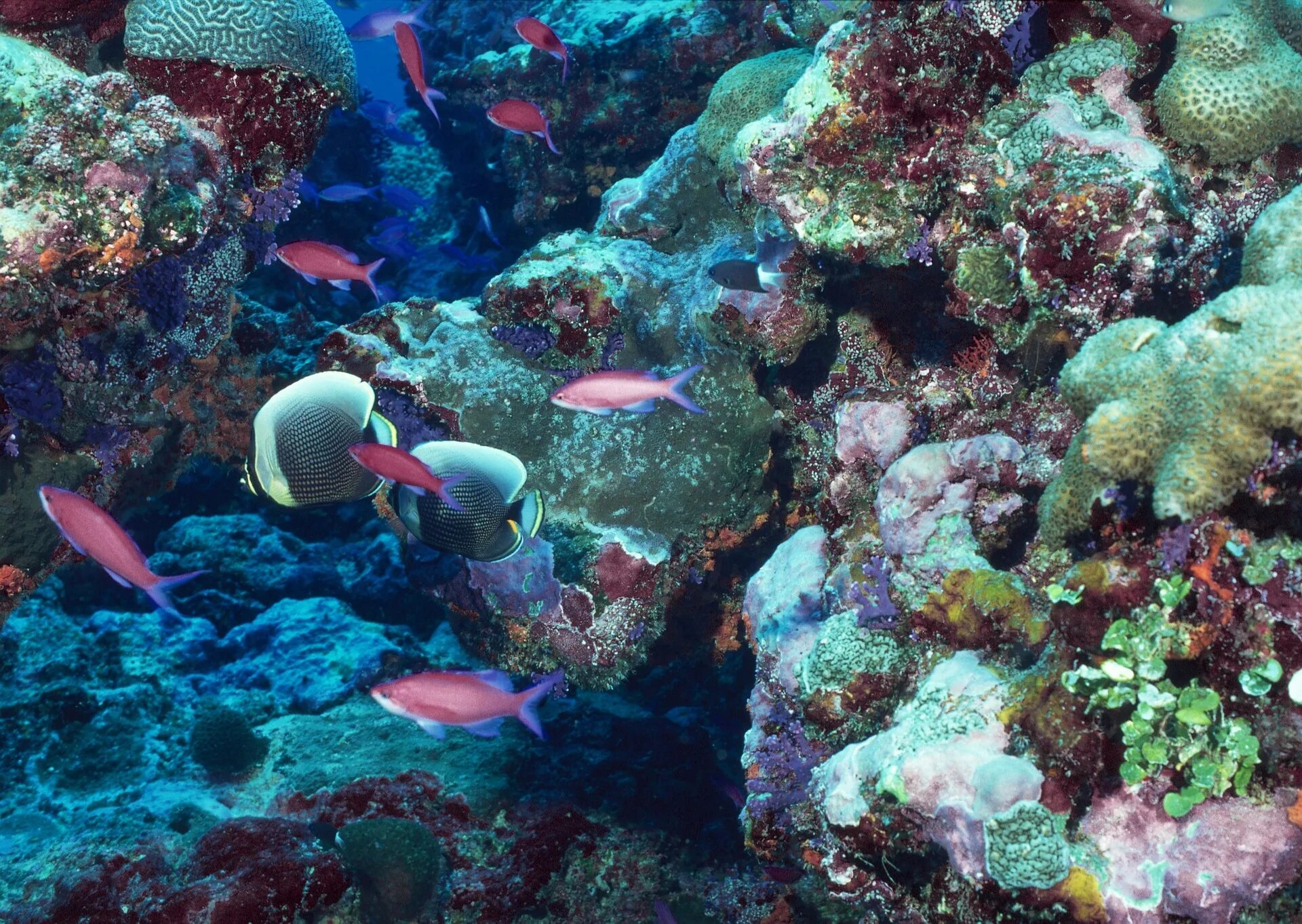 Underwater coral. Подводный риф риф. Подводный мир кораллы. Морское дно. Рыбы кораллового рифа.