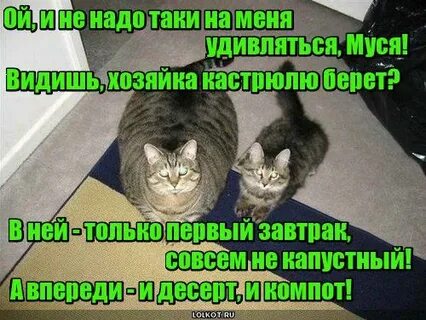 Увидел хозяйку