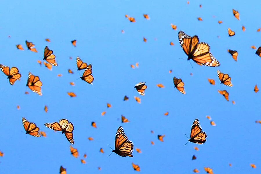Много бабочек. Бабочки летают. Стайка бабочек. Полет бабочки. 2 летающие бабочки