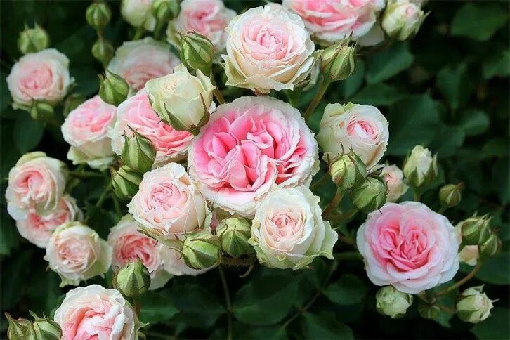 Gabriel ' Rose Photo Beautiful love flowers, Flower seeds, Rock flower beds