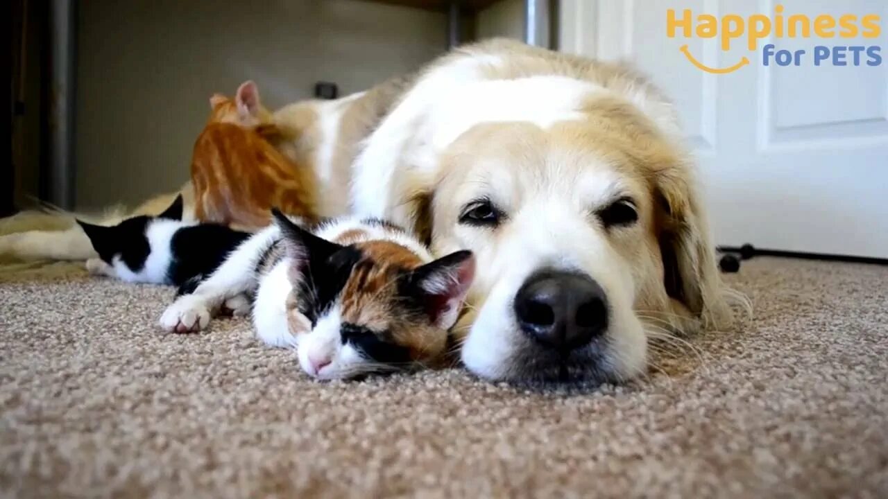 Название catnap help dogday to sleep