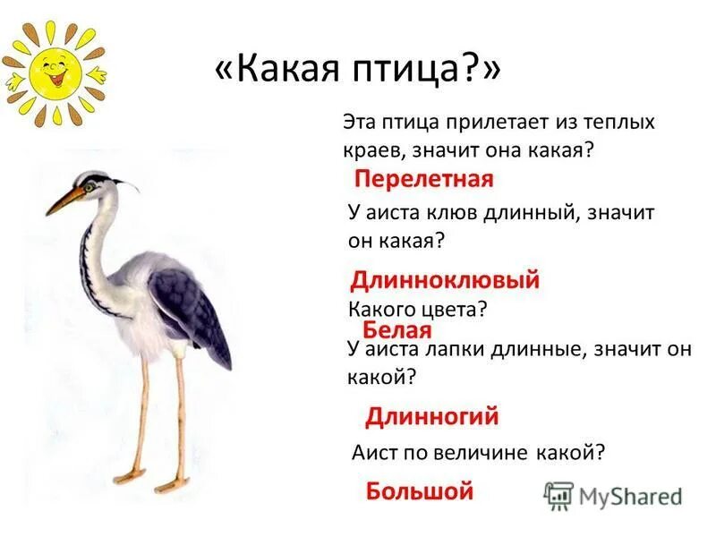 Какие функции выполняют птицы. Какие функции выполняют птицы