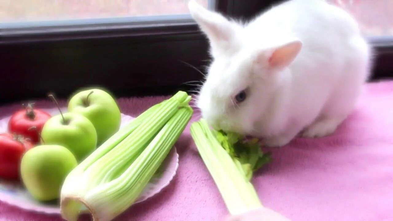 Можно ли кроликам редиску. Кролик с овощами. Овощи для кролика декоративного. Кролик редис. Кролик в редиске.