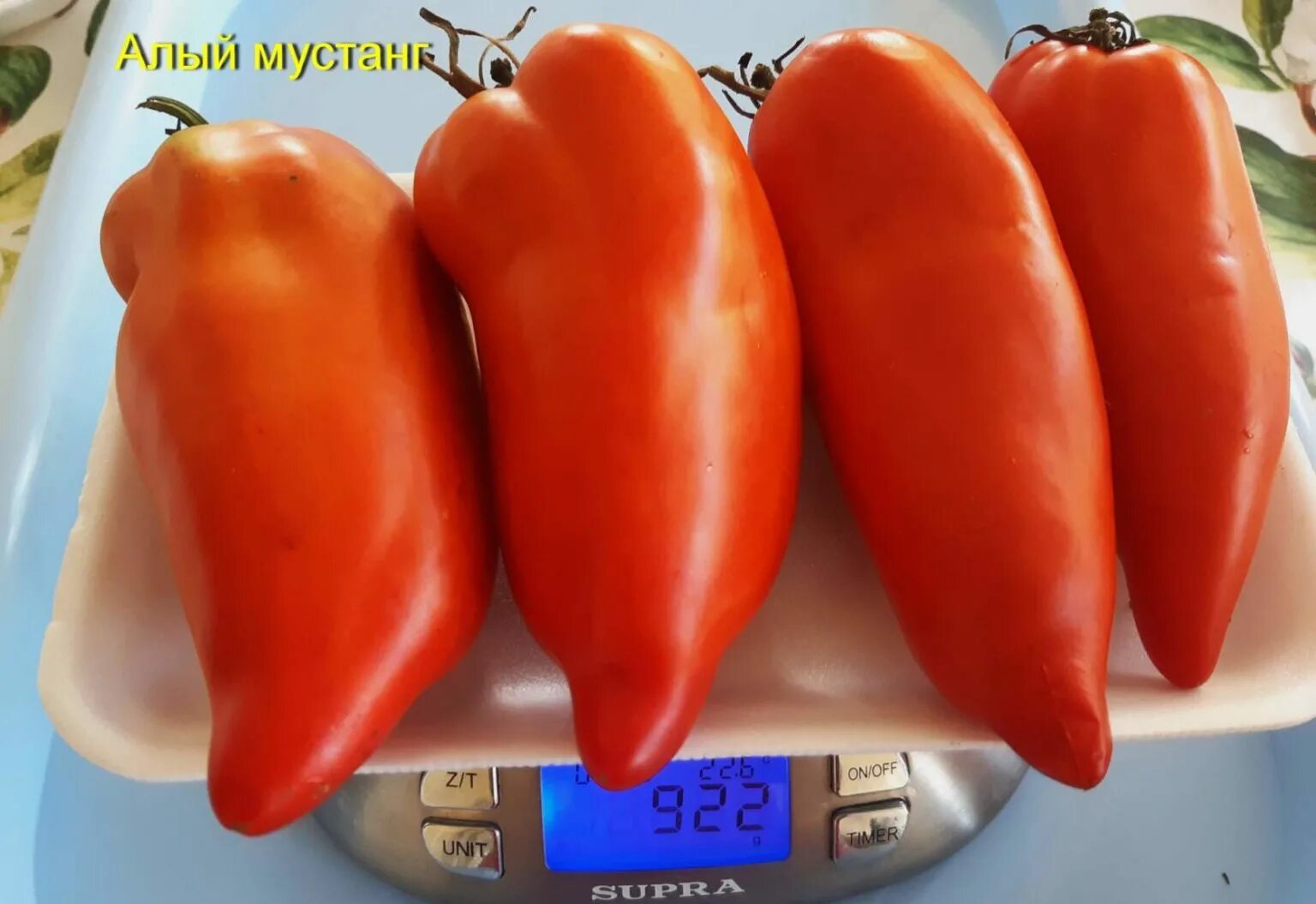Сорт томата алый мустанг. Томат алый мустанг в разрезе. Томат зеленый мустанг. Томат зеленый мустанг. Мустанг сорт томатов.