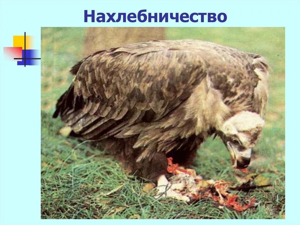 Нахлебничество примеры животных. Комменсализм нахлебничество. нахлебничество в биологии. симбиоз нахлебничество. нахлебничество у животных.