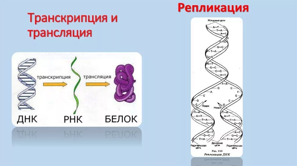 Биосинтез белка репликация транскрипция трансляция. Процессы транскрипции и трансляции в биологии. Транскрипция трансляция репликация белка. Транскрипция трансляция репликация. Репликация в биологии