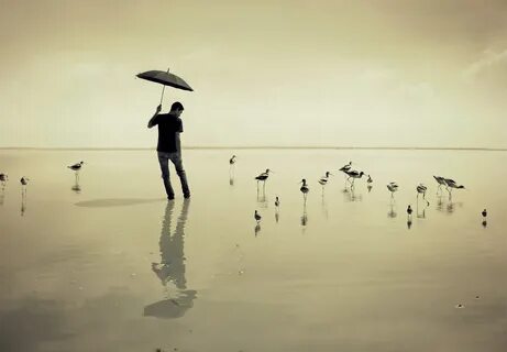 Bird alone