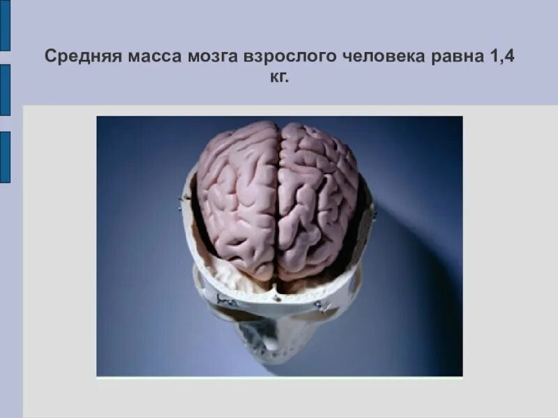 Масса мозга взрослого человека. Средняя масса мозга.