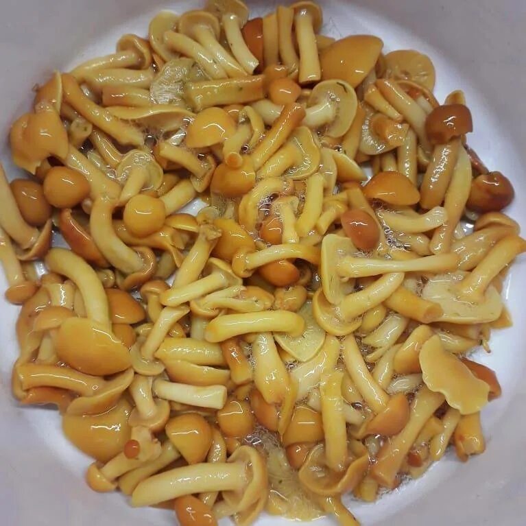 Маринованные опята очень вкусный рецепт. Опята маринованные. Опята по корейски. Маринованные грибы. Маринованные опята очень вкусный рецепт.