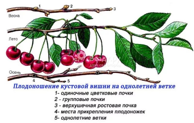 Через сколько плодоносит черешня. Строение ветки черешни. Однолетние побеги кустовидной вишни. Типы плодоношения черешни. Строение плода черешни.