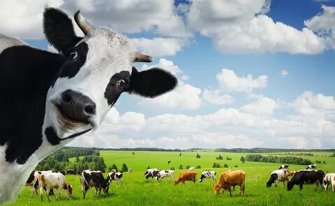 You have two cows. 
