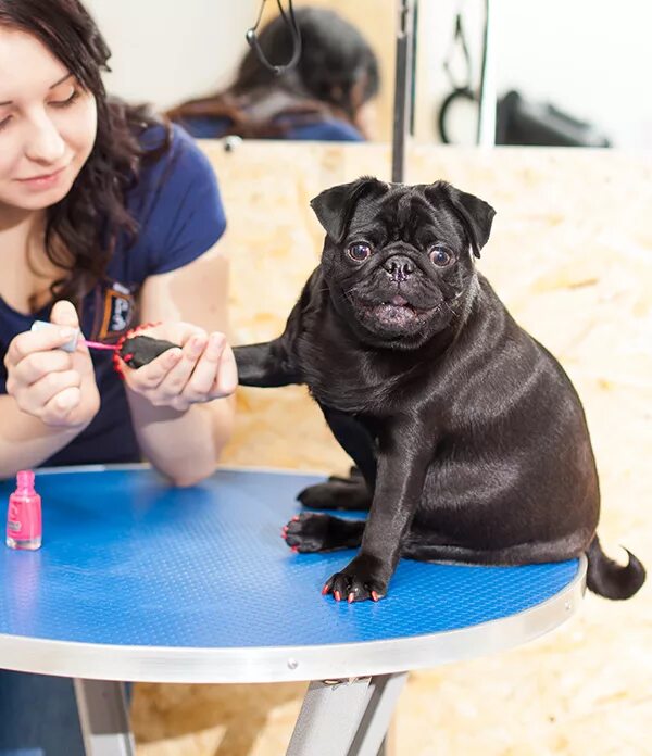 Pet spa. Грумминг МОПСА. Стрижка МОПСА. Груминг черный Мопс. Стриженный Мопс черный.