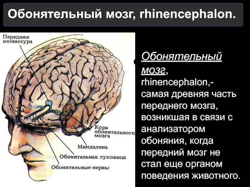 Обонятельный мозг. Отделы обонятельного мозга. Центральный отдел обонятельного мозга. Периферический отдел обонятельного мозга.