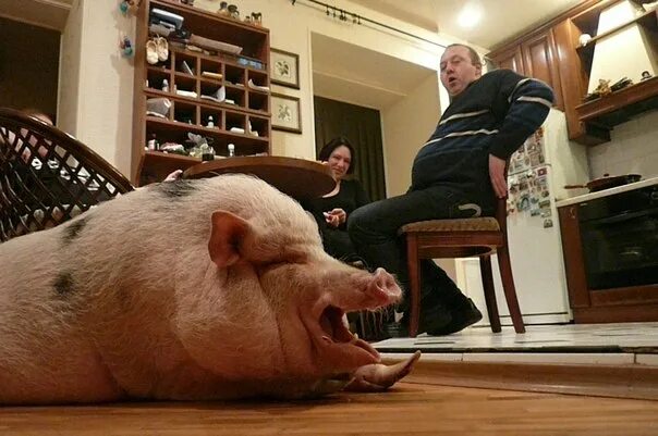 Просто свинка. Свинья в квартире. Заморский кабанчик. Что за морские свиньи.