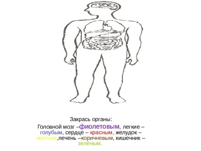 Рассмотрите изображение человека покажи стрелками впр. Закрасить органы. Локоть поясница головной мозг. Картинка человека закрась в нужный цвет орган и подписать.