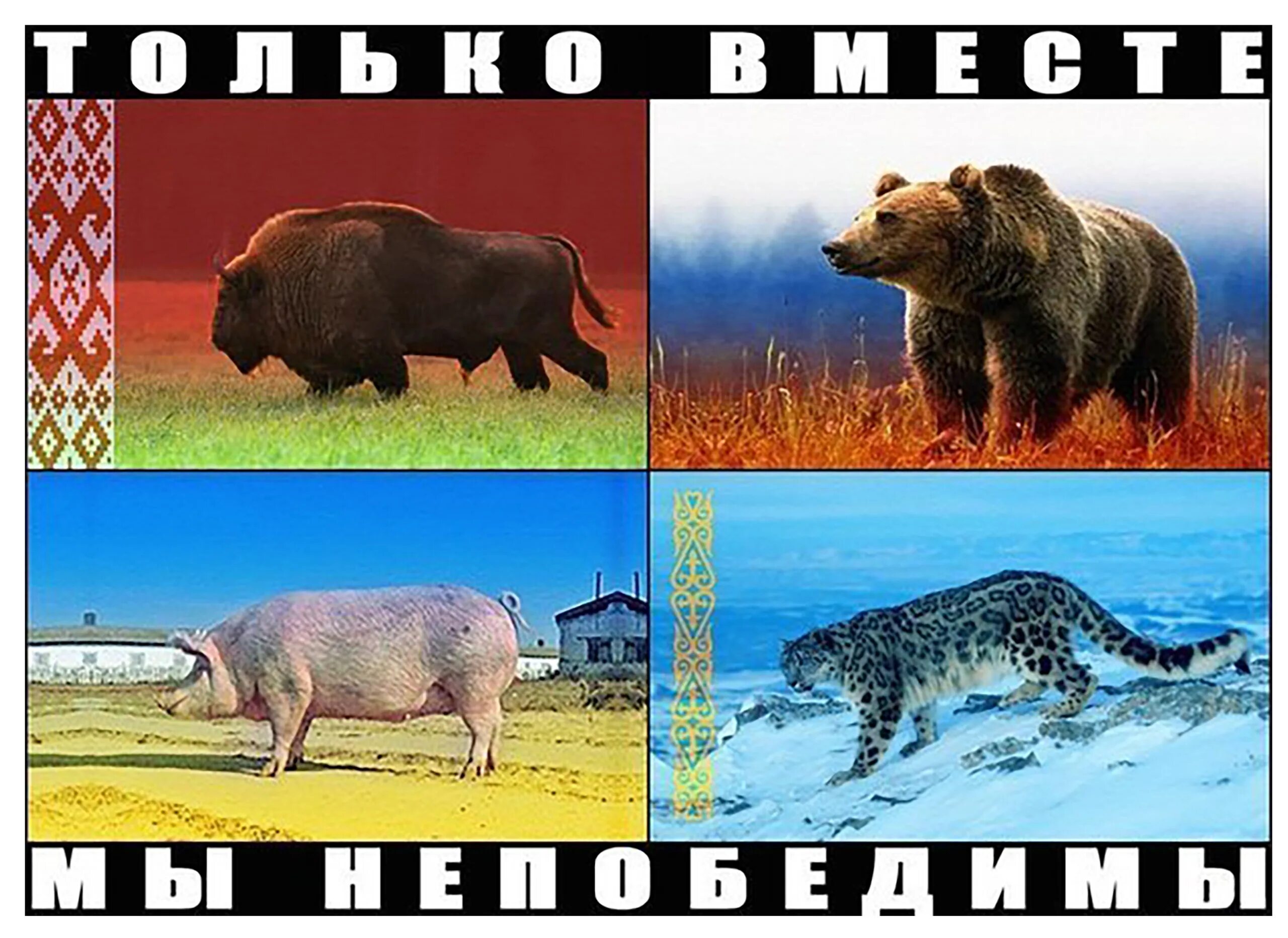 Национальные животные Украины. Национальный символ Украины животное. Симфол украинс животное. Свинья это национальный символ Украины. Орел свинью