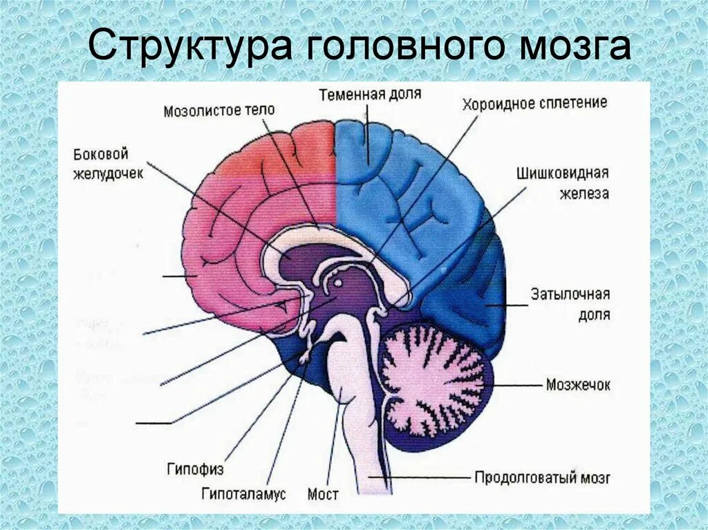 Животная часть мозга