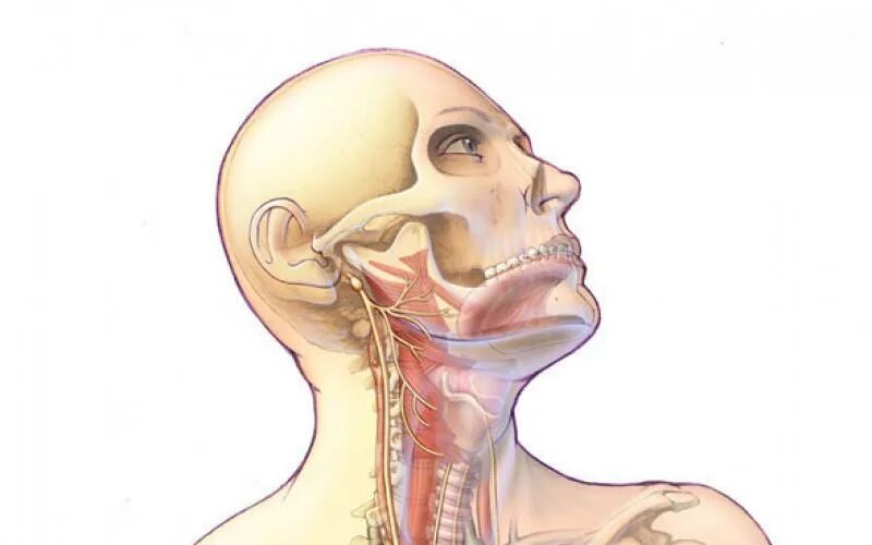 Вагус нерв. Блуждающий нерв. Nervus Vagus симптомы. Неврит блуждающего нерва.