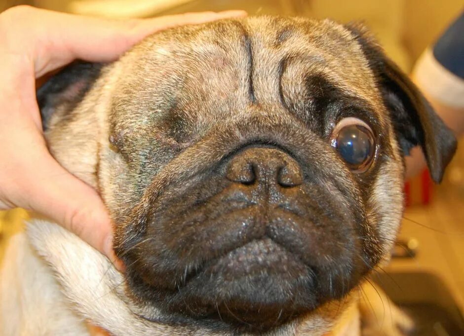 Как вываливаются глаза у мопса. Как вываливаются глаза у мопса. Как вываливаются глаза у мопса. Вываливаются глаза у мопса. Мопс с вывалюющими глазами.