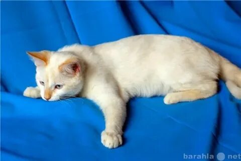 Тайский белый кот