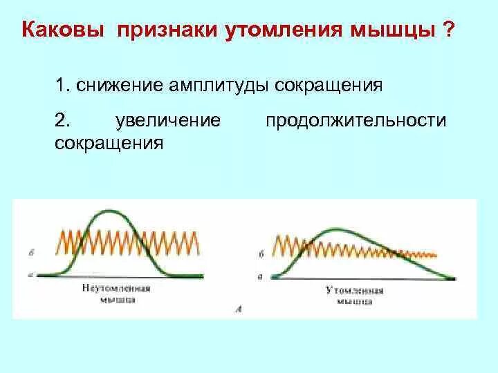 Временное снижение работоспособности мышц. Кривая мышечного сокращения в норме. утомление изолированной мышцы. причины развития утомления мышц. мышечное сокращение утомление.
