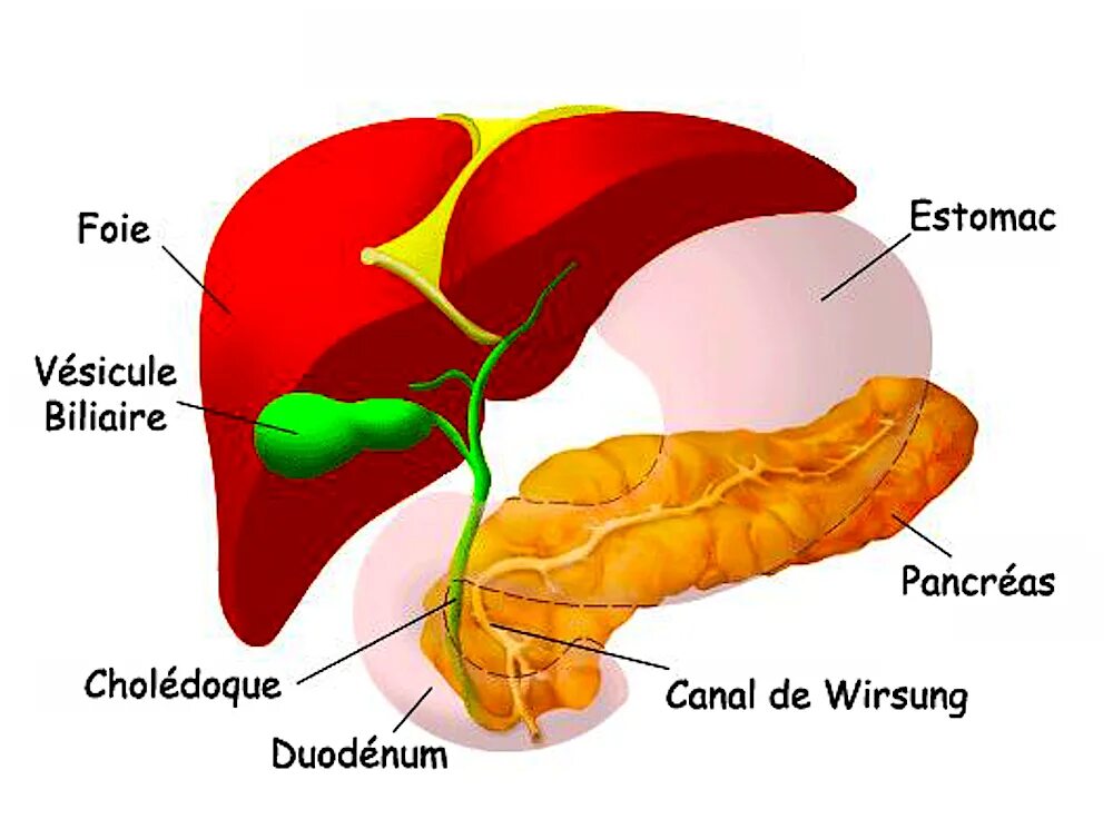 Почему печень желтая. Анатомия печень желчный пузырь протоки. Печень и желчный пузырь анатомия. Печень, желчный пузырь, поджелудочная железа анатомия строение. Анатомия желудка и желчного пузыря.