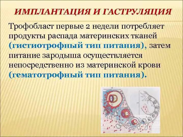Тип питания трофобласта. Гистиотрофный тип питания. дробление имплантация гаструляция. типы питания эмбриона. гистиотрофный тип питания зародыша это.