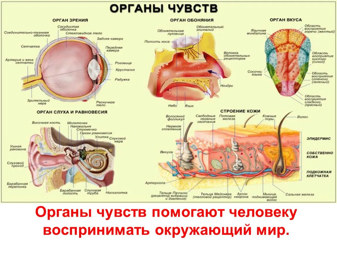 Органы чувств структура