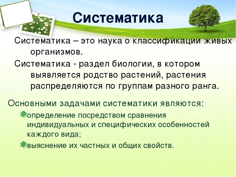 Что изучает систематика. Систематика это наука изучающая. Что изу,ает систематика. Что изучает систематика в биологии. Определение систематике