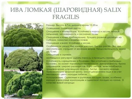 Характеристика джона ива