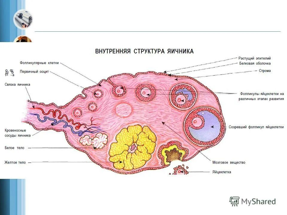 Строение желтого тела. Строение фолликула яичника анатомия. Что это фолликулы фолликулы на яичниках4а5. Фолликулы яичника анатомия. Строение яичника женщины анатомия.