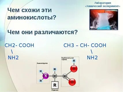 Аминокислоты различаются радикалом