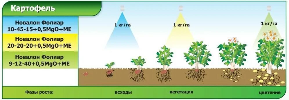 Сроки вегетации у растений. Картофель этапы вегетации. Схема удобрения картофеля. Новалон удобрение для картофеля. Фазы роста картофеля.