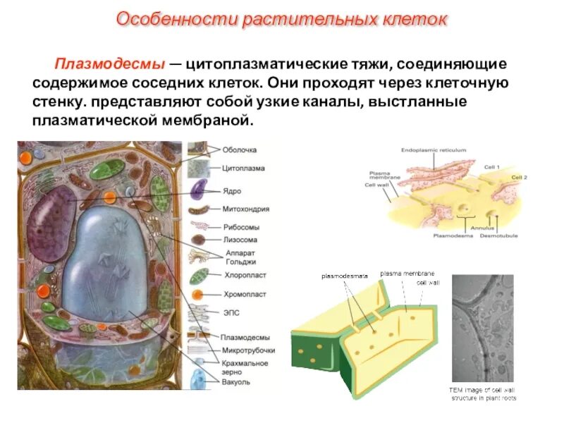 Клеточная стенка клетки особенности строения. Плазмодесма растительной клетки функции. Строение плазмодесмы растительной клетки. Плазмодесмы растительной клетки схема. Плазмодесмы растительной клетки рисунок.