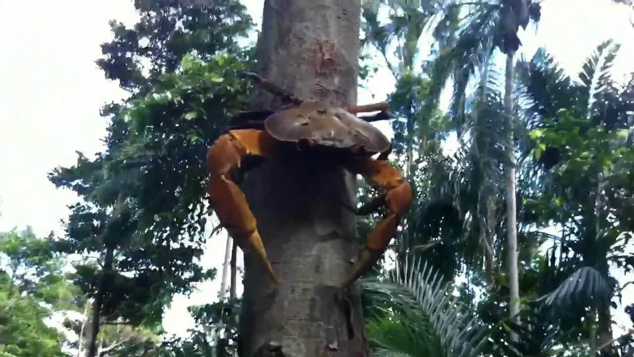 The monkeys always climb trees