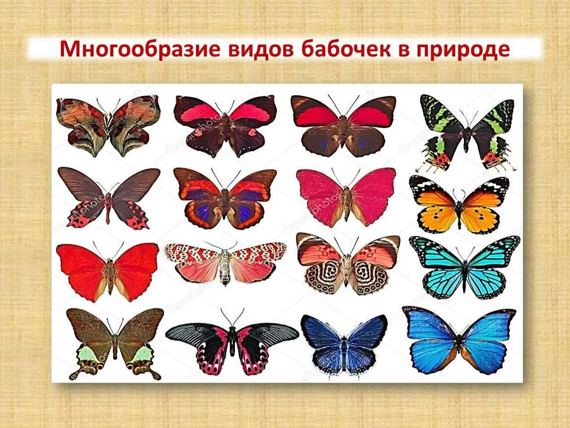 Разнообразие бабочек. Название бабочек. Бабочки разной формы. Многообразие бабочек. Бабочки разные виды с названиями.