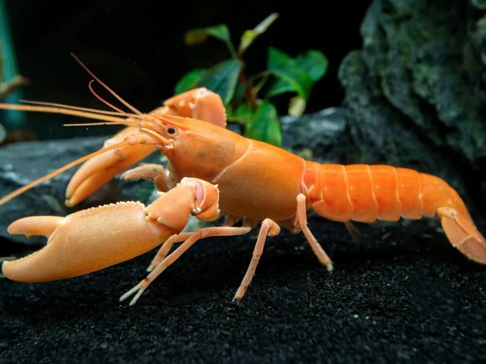 Морские животные с клешнями. Cambarellus patzcuarensis. Красное ракообразное. Cherax holthuisi. Абрикосовые раки.