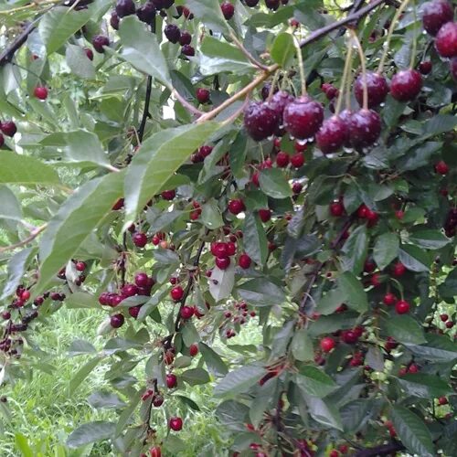 Саженцы черевишни "краса севера" купить в Москве по цене от 690 рублей