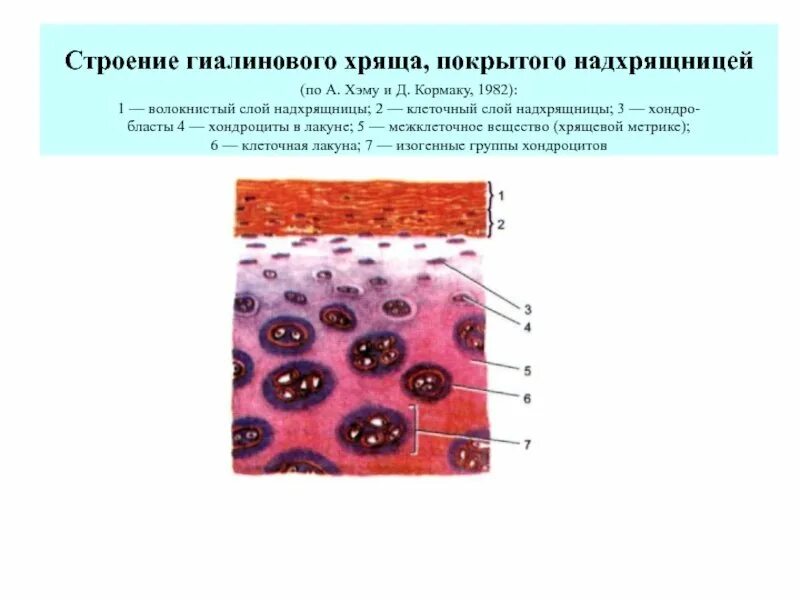 Гиалиновый хрящ строение. Хрящевой слой. Хрящевая ткань гиалиновый хрящ строение. Строение гиалинового хряща гистология. Хрящевой слой.