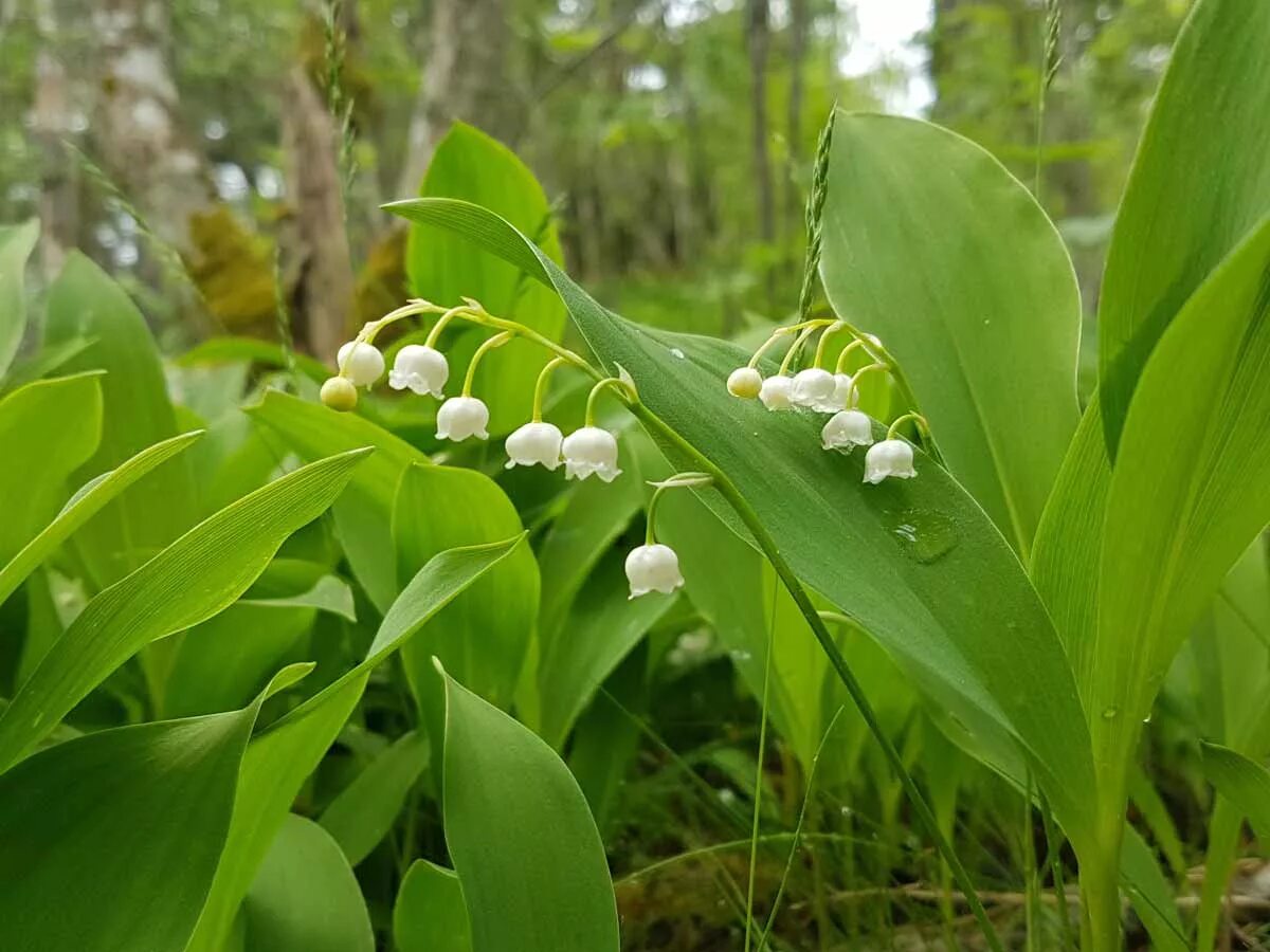 Картинки растений. Ландыш Кейске Convallaria keiskei. Ландыш Майский растение. Ландыш Майский (лат. Convallária Majális). Ландыш Дальневосточный.