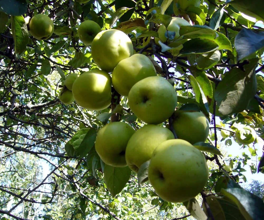 В саду где растут яблоки. Яблоня Россошанская поздняя. Яблоки гроздьями сорт. Яблоня растет. Яблоки растут гроздьями.