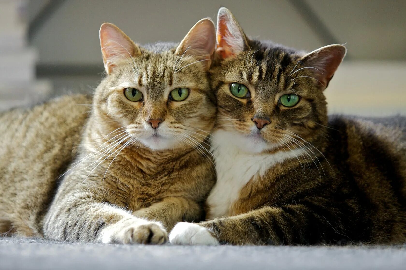 Кошка кошачий. Два кота. Кот и кошка. Две красивые кошки. Котики вместе.