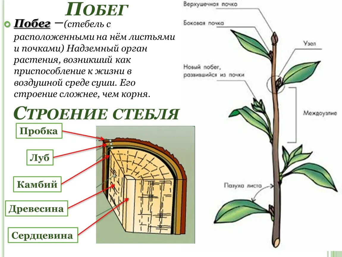 Строение побега растения черешок. Почки. Строение стебля у растений. Строение побега черешок. Строение побега цветкового растения. Функции стебля цветка