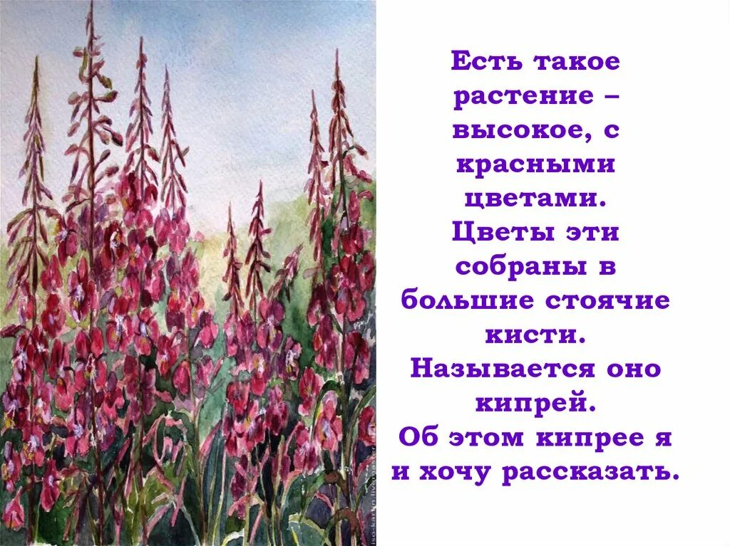 Цветы на паустовского. Есть такое растение высокое с красными. Кипрей. Кипрей с красными цветами. Паустовский кипрей.