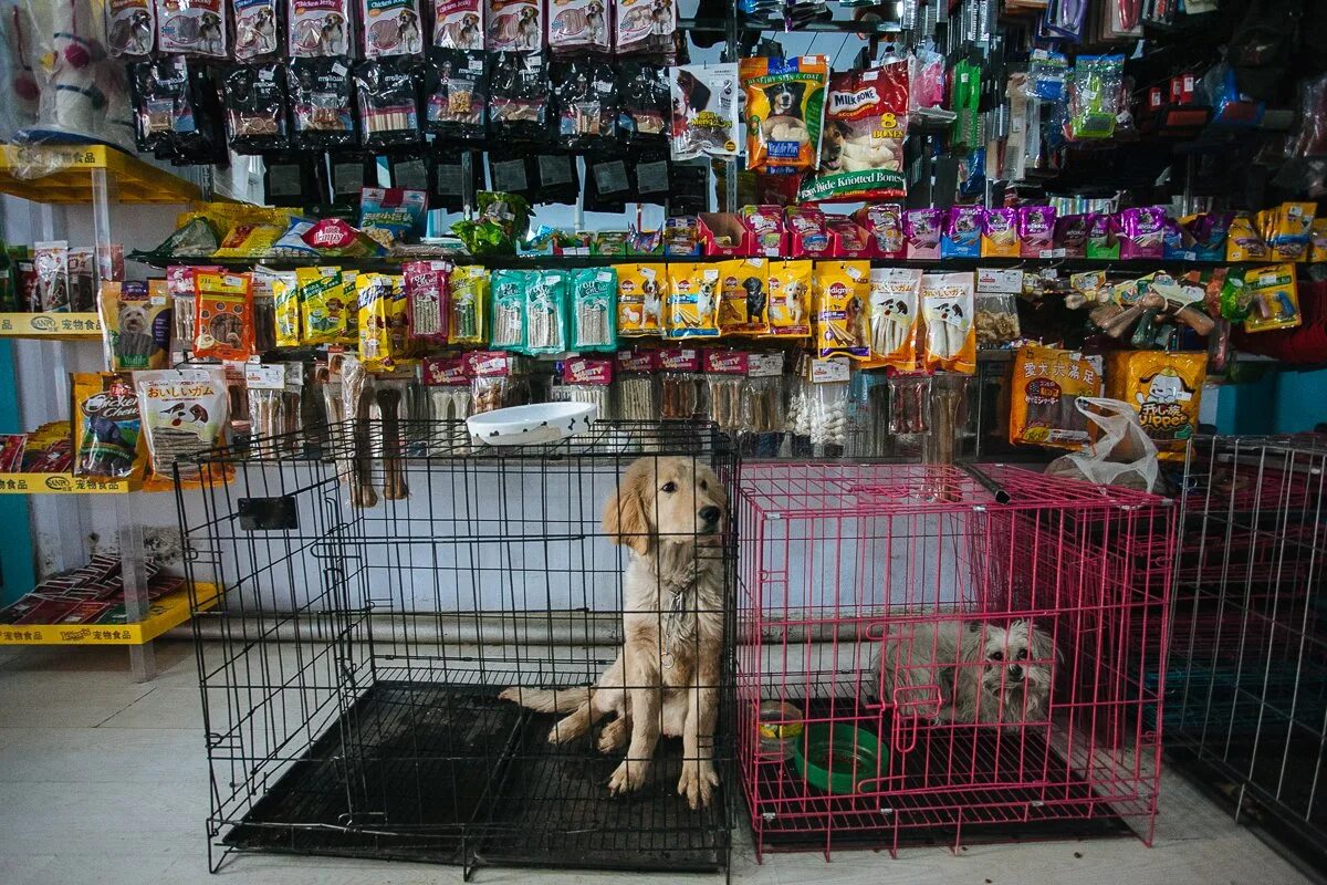 Animal купить в москве. Зоомагазин животные. Магазин домашних животных. Собака в магазине. Магазин для животных зоомагазин.