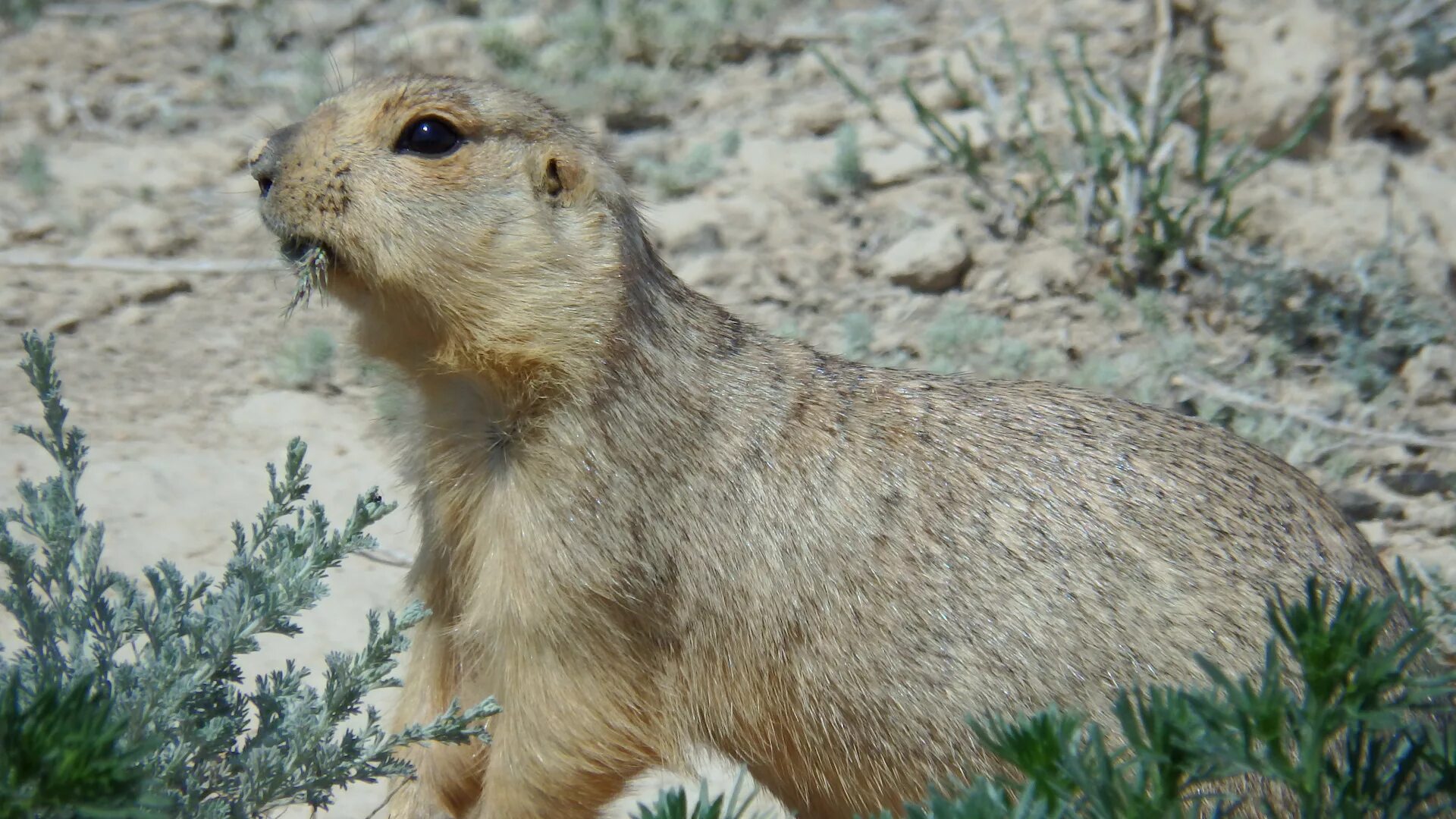 Суслик летом. Суслик Степной. Суслик Краснощекий (Spermophilus erythrogenys). Берберийский суслик. Алашанский суслик.