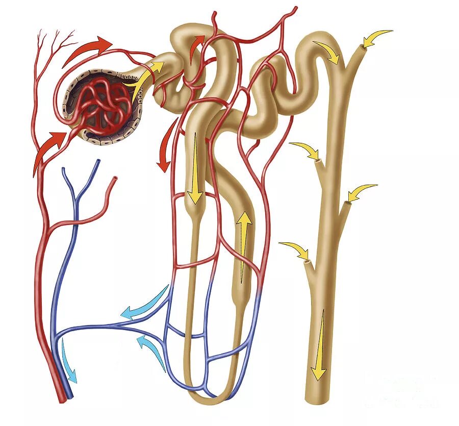 Строение нефрона 3д. Нефрон атлас. Строение нефрона без подписей. Нефрон анатомия. Капсулы нефронов находятся в мозговом