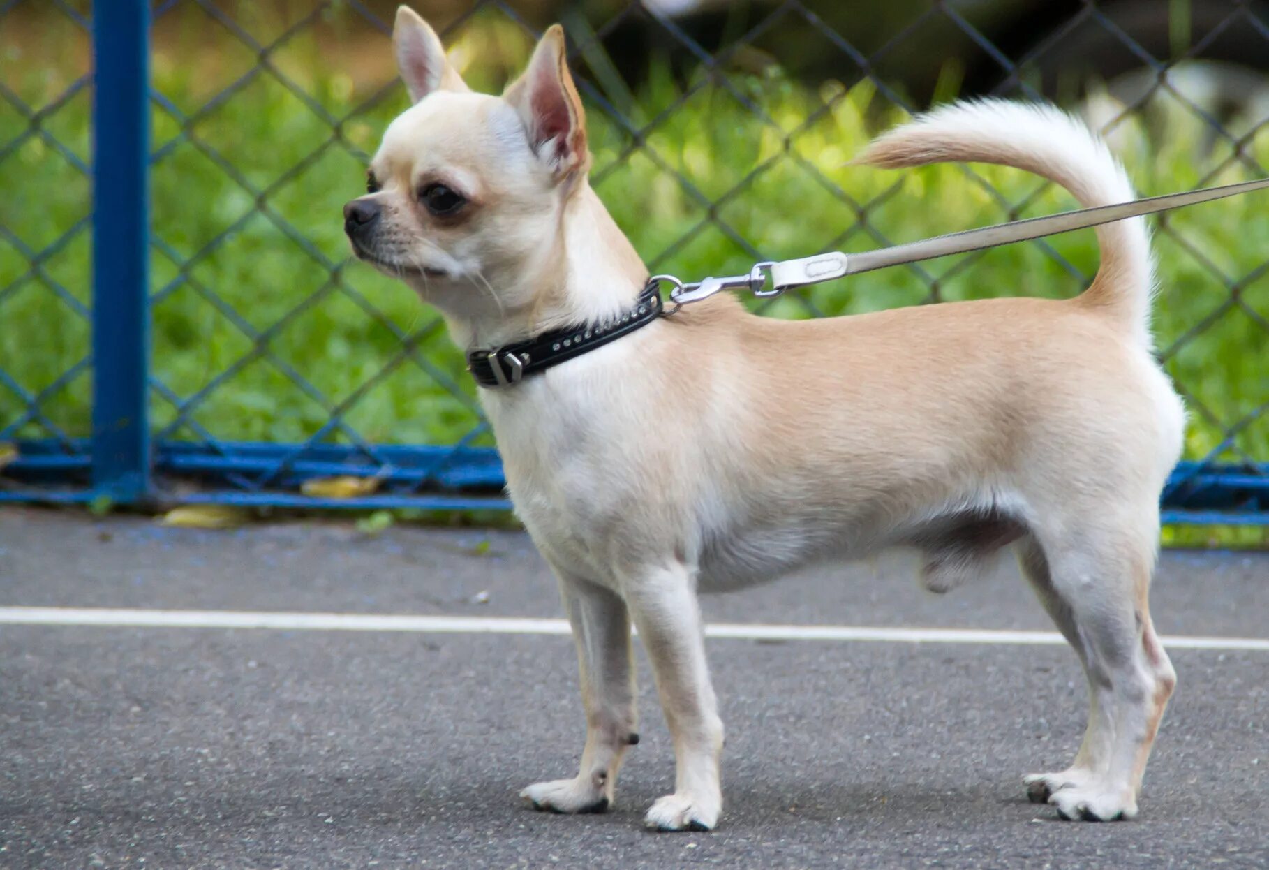 Фото для детей чихуахуа лакает молоко. Чихуахуа с едой. Рацион собаки картинки. Чихуахуа кушает корм. Можно давать чихуахуа молоко.