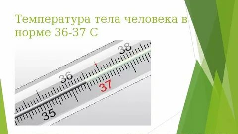 Максимальная температура тела отмечается